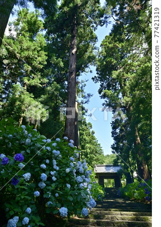 Sanmon and cedar forest on the stone steps of the approach to the hydrangea of Daichu-ji Temple Sanmon and cedar forest on the stone steps of the approach to the hydrangea of Daichu-ji Temple 77421319