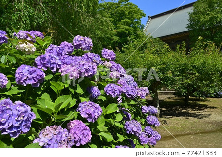 繡球花盛開的大中寺院內的正殿 繡球花盛開的大中寺院內的正殿 77421333