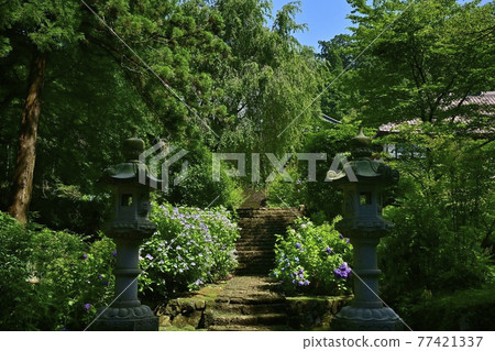 Hydrangea blooming precincts of Daichu-ji Temple Hydrangea blooming precincts of Daichu-ji Temple 77421337