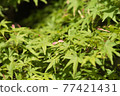 Acer palmatum 04 77421431