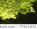 Acer palmatum 03 77421432