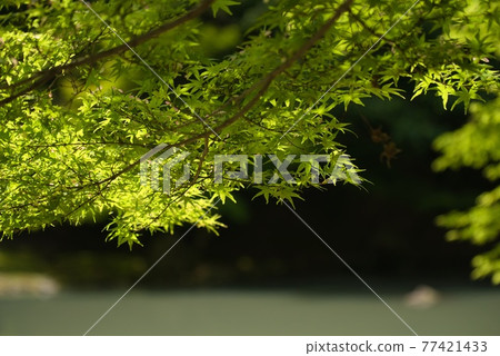 Acer palmatum 01 77421433