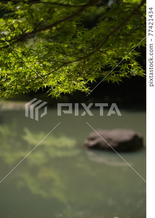 Acer palmatum 02 77421434