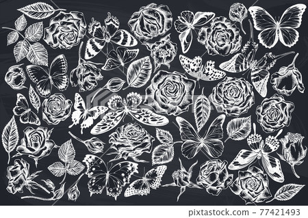 Vector set of hand drawn chalk menelaus blue morpho, giant swordtail, blue morpho, lemon butterfly 77421493
