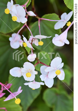 Saga Toriimoto Shukaidou (Akiumi 棠) Saga Toriimoto Shukaidou (Akiumi 棠) 77421669