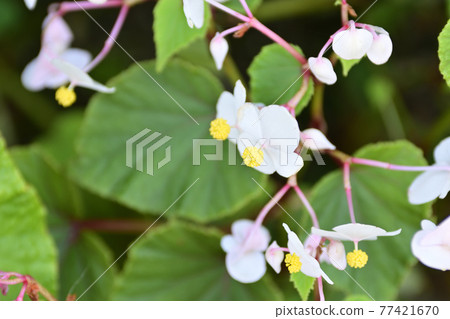 Saga Toriimoto Shukaidou (Akiumi 棠) Saga Toriimoto Shukaidou (Akiumi 棠) 77421670