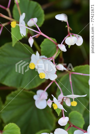 Saga Toriimoto Shukaidou (Akiumi 棠) Saga Toriimoto Shukaidou (Akiumi 棠) 77421671