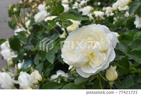 Pure white spring roses in full bloom Pure white spring roses in full bloom 77421725