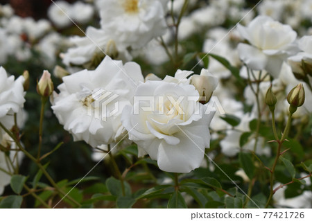 Pure white spring roses in full bloom Pure white spring roses in full bloom 77421726