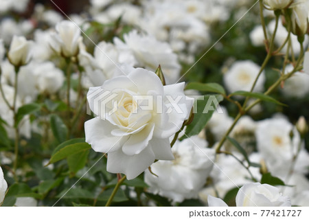 Pure white spring roses in full bloom Pure white spring roses in full bloom 77421727