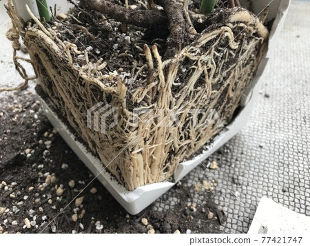 Replanting Monstera (Clogged roots) Replanting Monstera (Clogged roots) 77421747