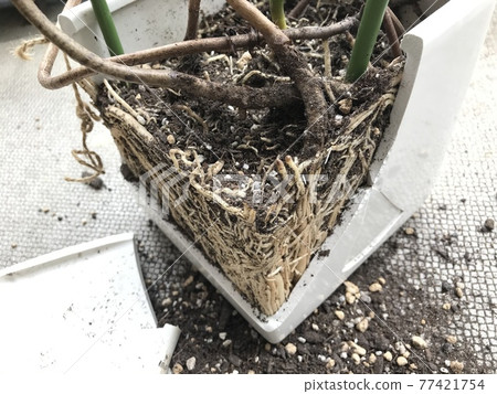 Replanting Monstera (Clogged roots) Replanting Monstera (Clogged roots) 77421754