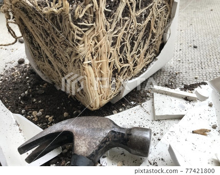 Replanting Monstera (Clogged roots) Replanting Monstera (Clogged roots) 77421800