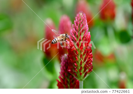 Bees on strawberry candles 77422661