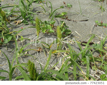 Carex kobomugi, a coastal plant 77423051