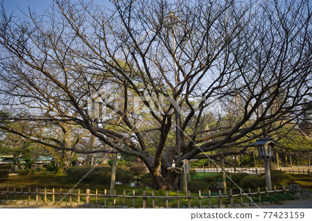 The garden of Kenrokuen, Kanazawa, one of the Three Great Gardens of Japan The garden of Kenrokuen, Kanazawa, one of the Three Great Gardens of Japan 77423159