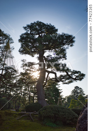 日本三大名園之一的金澤兼六園 77423165