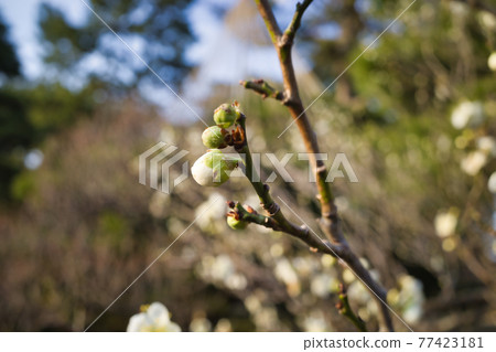 The garden of Kenrokuen, Kanazawa, one of the Three Great Gardens of Japan 77423181