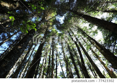 Mountain Photography Taiwan High Mountain Hundreds of Peaks Mountain Photography Taiwan High Mountain Hundreds of Peaks 77423302