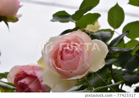 Cute roses in Shonai Ryokuchi Park that have begun to bloom with the blue sky Cute roses in Shonai Ryokuchi Park that have begun to bloom with the blue sky 77423317