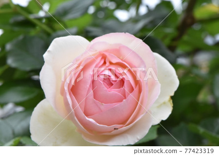 Cute roses in Shonai Ryokuchi Park that have begun to bloom with the blue sky Cute roses in Shonai Ryokuchi Park that have begun to bloom with the blue sky 77423319