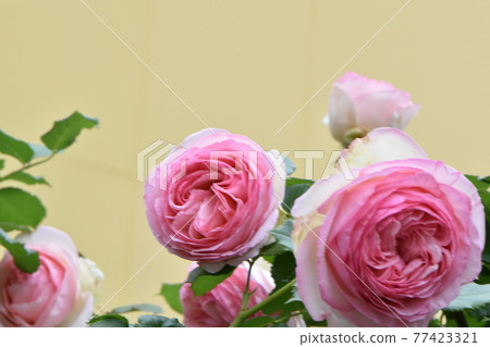 Cute roses in Shonai Ryokuchi Park that have begun to bloom with the blue sky Cute roses in Shonai Ryokuchi Park that have begun to bloom with the blue sky 77423321