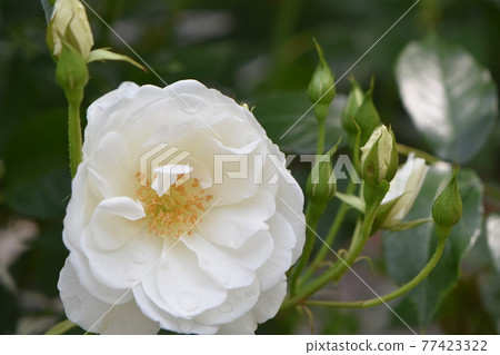 Cute roses in Shonai Ryokuchi Park that have begun to bloom with the blue sky Cute roses in Shonai Ryokuchi Park that have begun to bloom with the blue sky 77423322