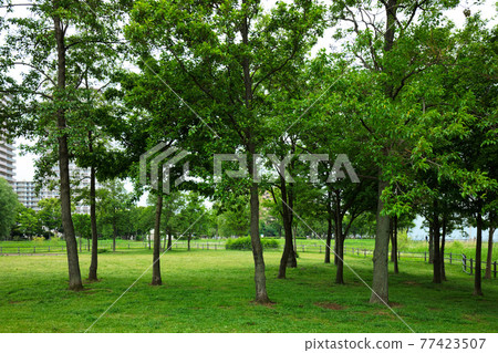 Young leaves and fresh green of the tree forest in Ogunohara Park Young leaves and fresh green of the tree forest in Ogunohara Park 77423507