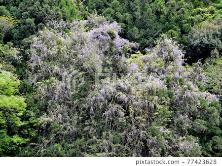 Yamafuji covering the mountain trees all over 77423628