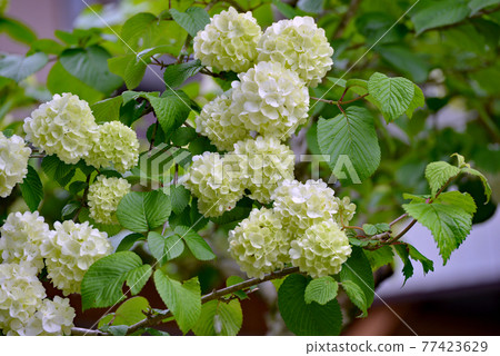 Large and stunning Odemari white flowers 77423629