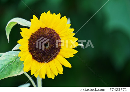 沒有人的夏天花田 77423771