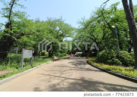 諏訪田公園的墨綠色 諏訪田公園的墨綠色 77423873