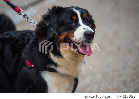cute bernese mountain dog walking with owner cute bernese mountain dog walking with owner 77423928