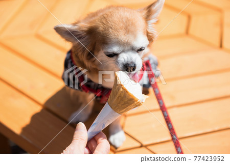 Cute Pomeranian puppy dog eat icecream 77423952