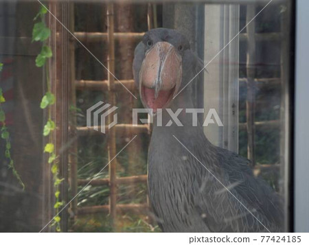 Shoebill that opens its mouth (Ueno Zoo) Shoebill that opens its mouth (Ueno Zoo) 77424185