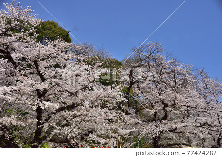 Cherry blossoms in Ueno Park 77424282
