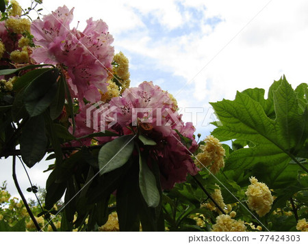 大紅牡丹小黃花班克斯夫人玫瑰 77424303