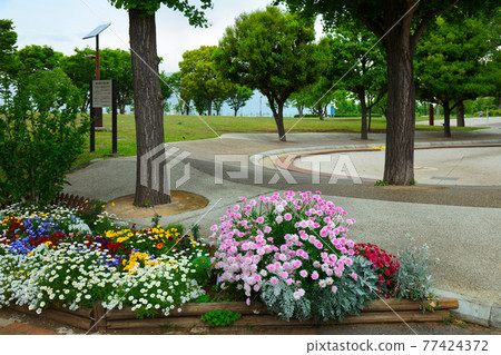 小城原公園粉紅瑪格麗特的花壇 小城原公園粉紅瑪格麗特的花壇 77424372