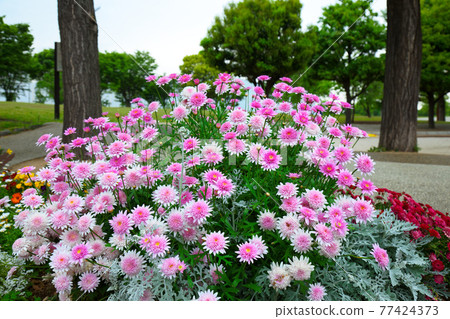 小城原公園粉紅瑪格麗特的花壇 77424373