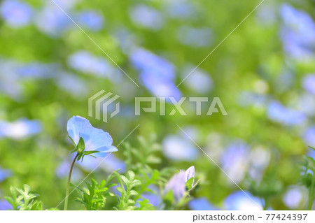 東京的日比谷公園 一個鮮為人知的粉蝶花景點 照片素材 圖片 圖庫