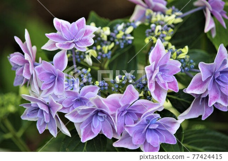 Decorative flowers surround the amphoteric flowers in a circle 77424415