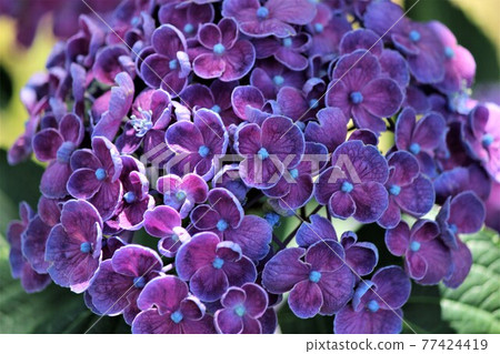 Beautiful bright dark purple varieties 77424419