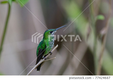 一隻小而美麗的蜂鳥,也被稱為鳥的寶石 一隻小而美麗的蜂鳥,也被稱為鳥的寶石 77424687