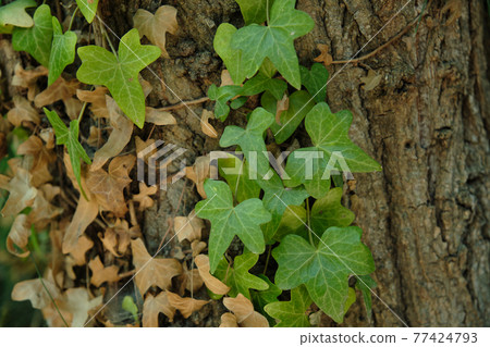 ivy leaves on the tree trunk 77424793