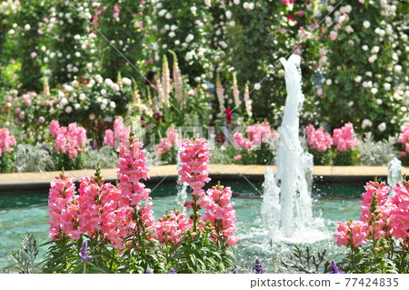Pink flowers blooming by the fountain 77424835