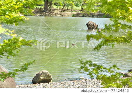 A pond in a Japanese garden covered with fresh greenery A pond in a Japanese garden covered with fresh greenery 77424843
