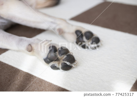 狗爪子向上,拉布拉多獵犬前腳掌 狗爪子向上,拉布拉多獵犬前腳掌 77425317