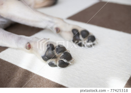 狗爪子向上,腕部受傷 狗爪子向上,腕部受傷 77425318