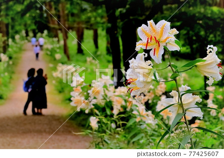Beautiful mountain lily blooming on the forest road 77425607