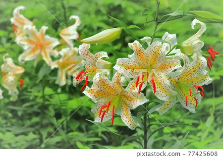 美麗的尤里尤里 77425608